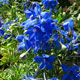 image de Delphinium grandiflorum