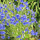 image de Delphinium grandiflorum