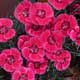 image de Dianthus 