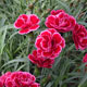 image de Dianthus