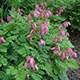 image de Dicentra x