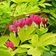 image de Lamprocapnos spectabilis