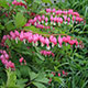 image de Lamprocapnos spectabilis