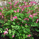 image de Lamprocapnos spectabilis