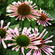 image de Echinacea x