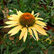 image de Echinacea x