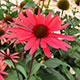 image de Echinacea