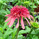 image de Echinacea x