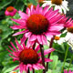 image de Echinacea