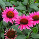 image de Echinacea