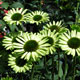 image de Echinacea