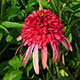 image de Echinacea x