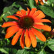 image de Echinacea