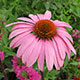 image de Echinacea