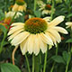 image de Echinacea