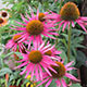 image de Echinacea