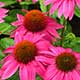 image de Echinacea