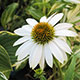 image de Echinacea