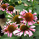 image de Echinacea