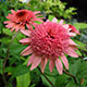 image de Echinacea x