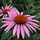 image de Echinacea