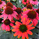 image de Echinacea