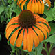 image de Echinacea x