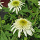 image de Echinacea