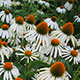 image de Echinacea