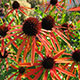 image de Echinacea x