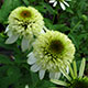 image de Echinacea