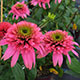 image de Echinacea