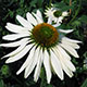 image de Echinacea