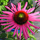 image de Echinacea