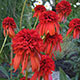 image de Echinacea x