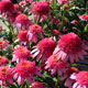 image de Echinacea