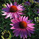 image de Echinacea