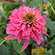 image de Echinacea