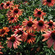 image de Echinacea x