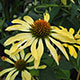 image de Echinacea x