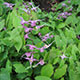 image de Epimedium grandiflorum