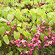 image de Epimedium x rubrum