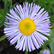 image de Erigeron x