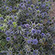 image de Eryngium planum