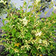 image de Filipendula ulmaria