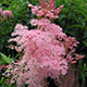 image de Filipendula rubra