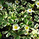 image de Fragaria vesca