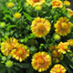 image de Gaillardia x grandiflora