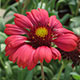 image de Gaillardia x grandiflora