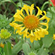 image de Gaillardia x grandiflora